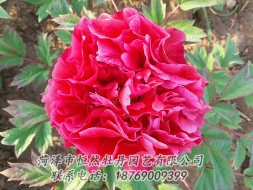 點(diǎn)擊查看詳細(xì)信息<br>標(biāo)題：紅色牡丹 閱讀次數(shù)：1989