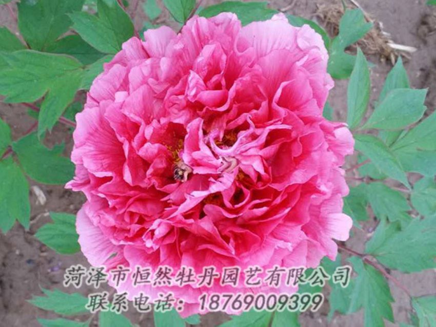 點(diǎn)擊查看詳細(xì)信息<br>標(biāo)題：紅色牡丹 閱讀次數(shù)：2058