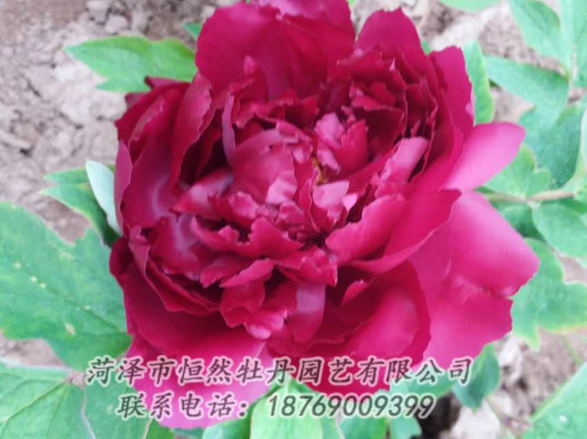 點擊查看詳細信息<br>標題：紅色牡丹 閱讀次數(shù)：1405