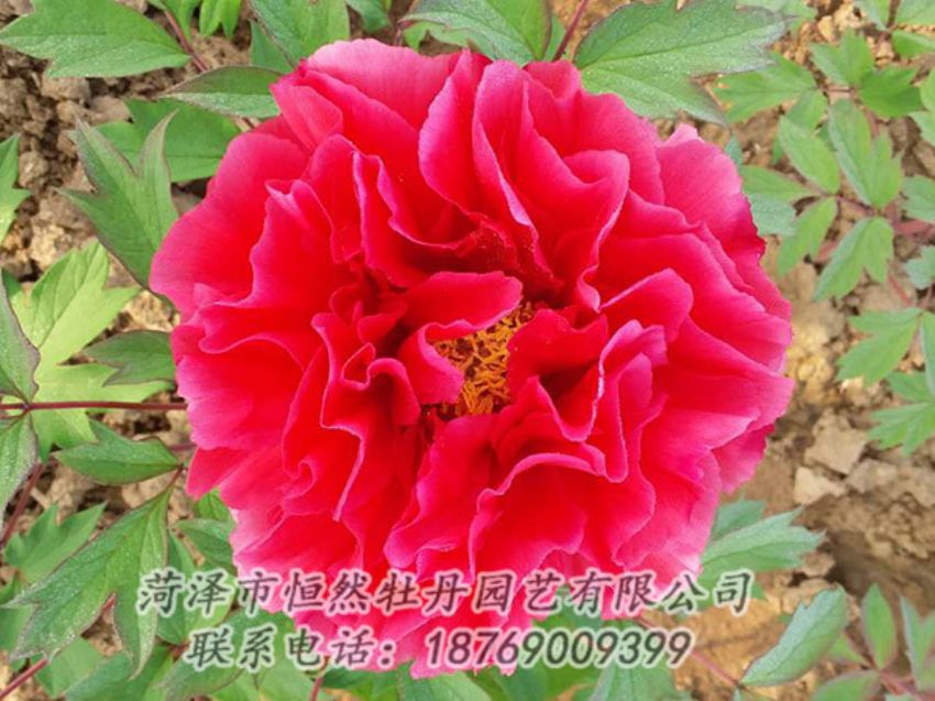 點擊查看詳細信息<br>標題：紅色牡丹 閱讀次數(shù)：1239