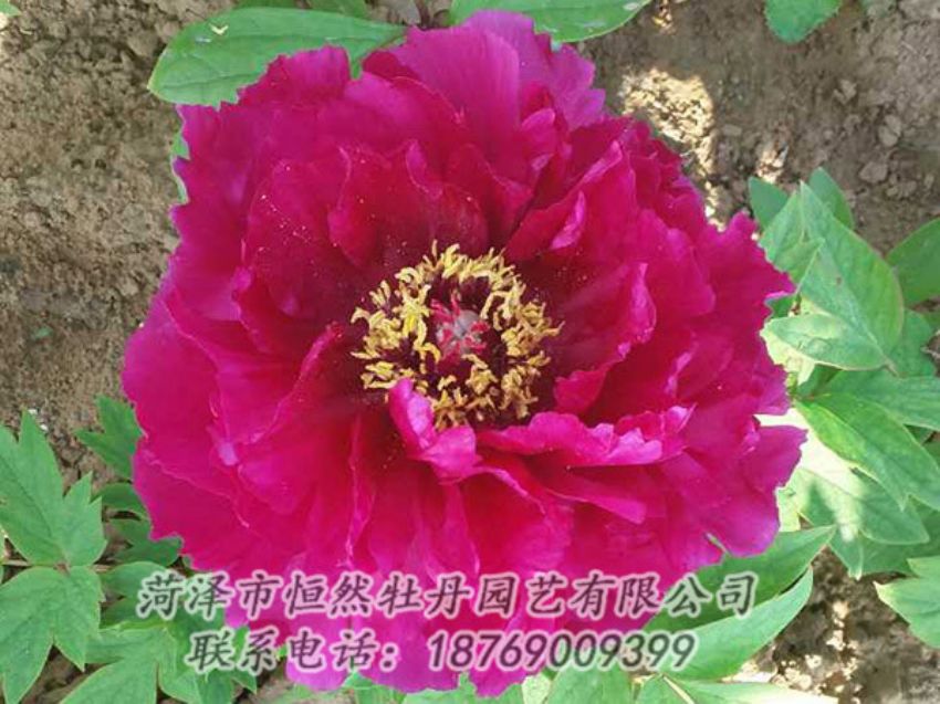 點擊查看詳細信息<br>標題：紅色牡丹 閱讀次數(shù)：1345