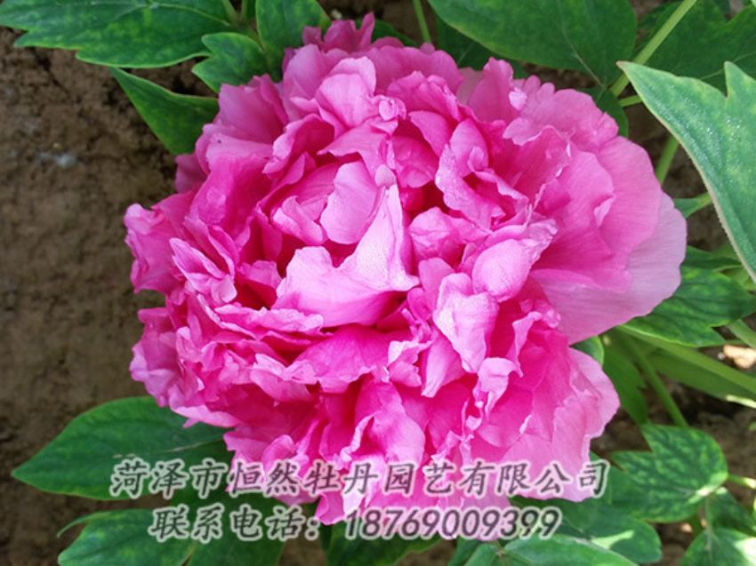 點(diǎn)擊查看詳細(xì)信息<br>標(biāo)題：紅色牡丹 閱讀次數(shù)：2180