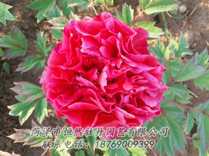 點擊查看詳細信息<br>標題：紅色牡丹 閱讀次數(shù)：1352