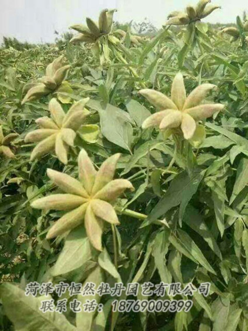 點(diǎn)擊查看詳細(xì)信息<br>標(biāo)題：油用牡丹 閱讀次數(shù)：1310