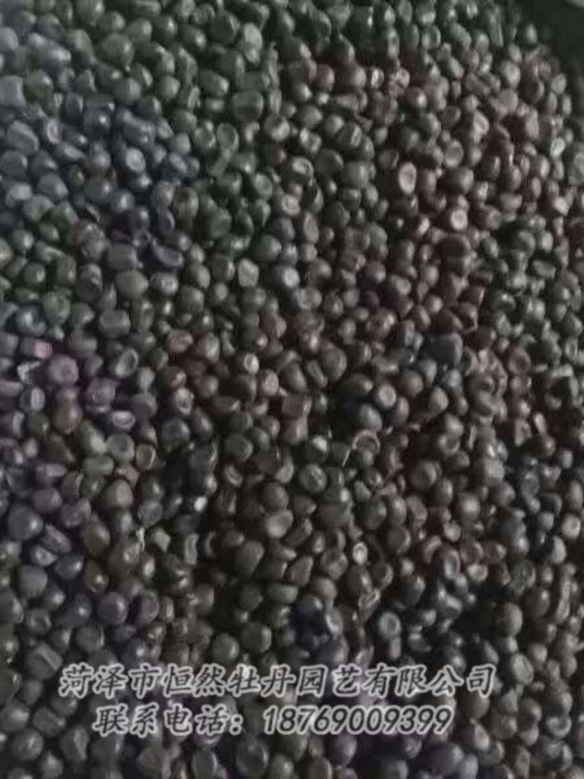 點(diǎn)擊查看詳細(xì)信息<br>標(biāo)題：油用牡丹 閱讀次數(shù)：1271