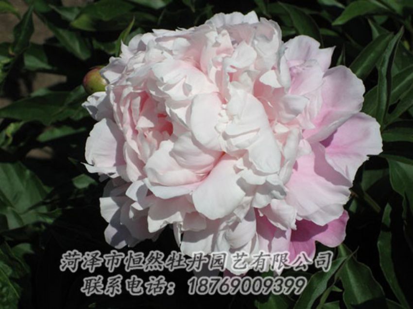 點(diǎn)擊查看詳細(xì)信息<br>標(biāo)題：粉玉樓 閱讀次數(shù)：1282