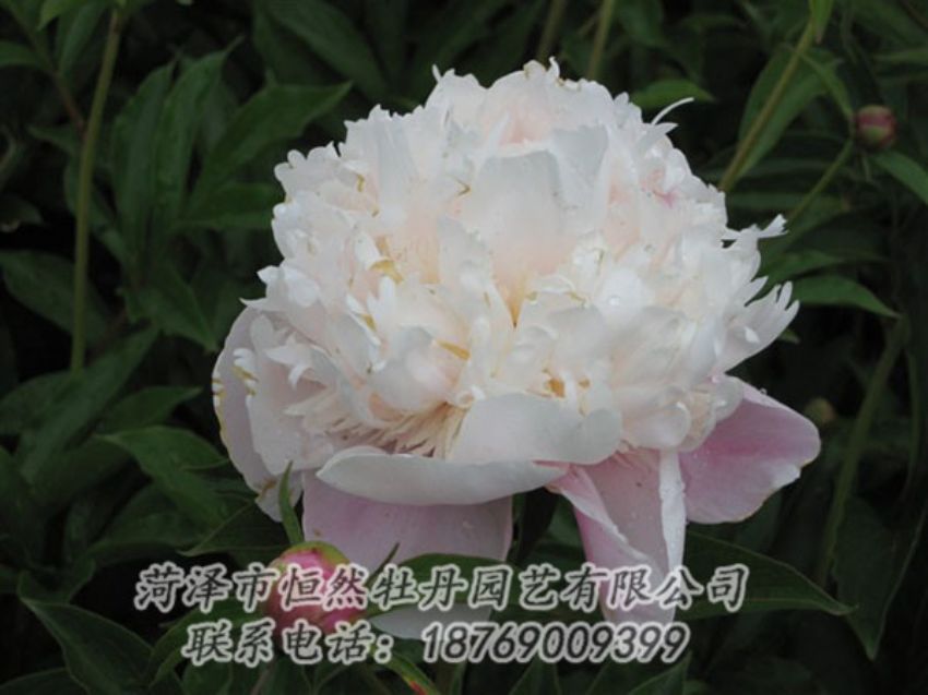 點(diǎn)擊查看詳細(xì)信息<br>標(biāo)題：粉池滴翠 閱讀次數(shù)：1324