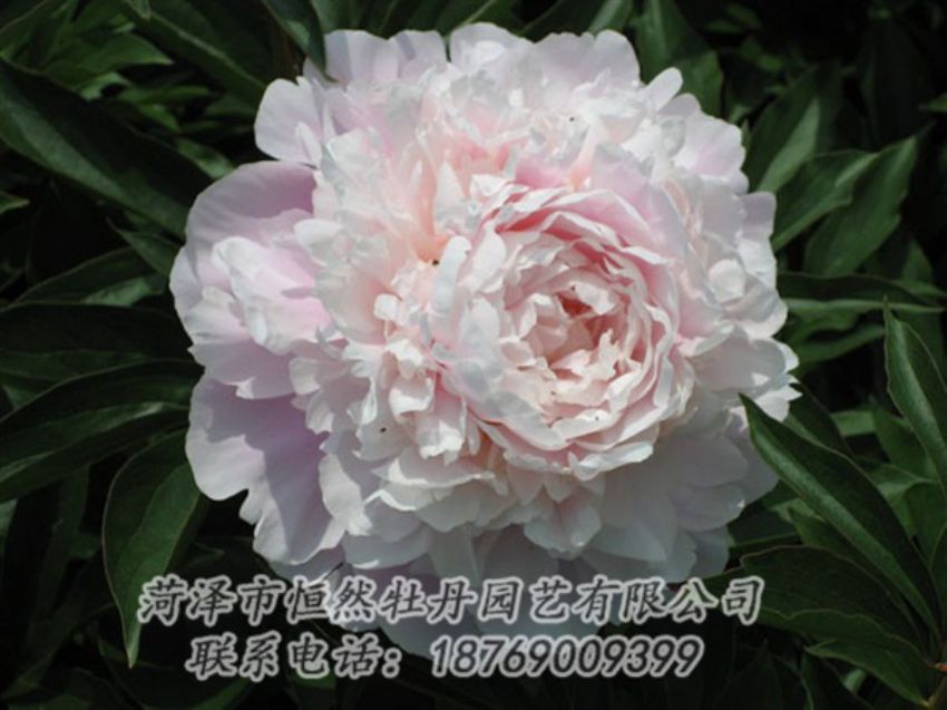點(diǎn)擊查看詳細(xì)信息<br>標(biāo)題：遲粉 閱讀次數(shù)：1303