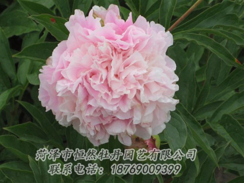 點(diǎn)擊查看詳細(xì)信息<br>標(biāo)題：粉面桃花 閱讀次數(shù)：1385