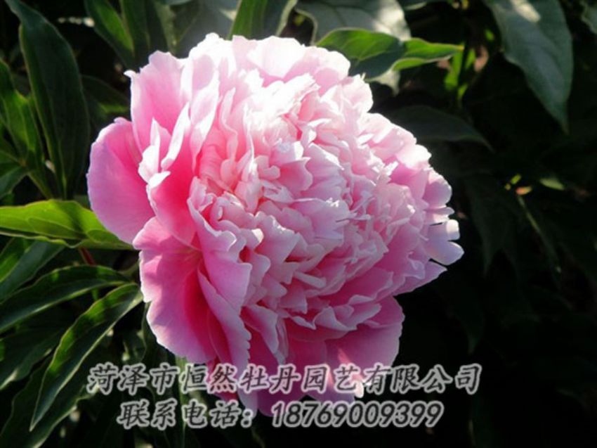 點(diǎn)擊查看詳細(xì)信息<br>標(biāo)題：粉色芍藥 閱讀次數(shù)：2140