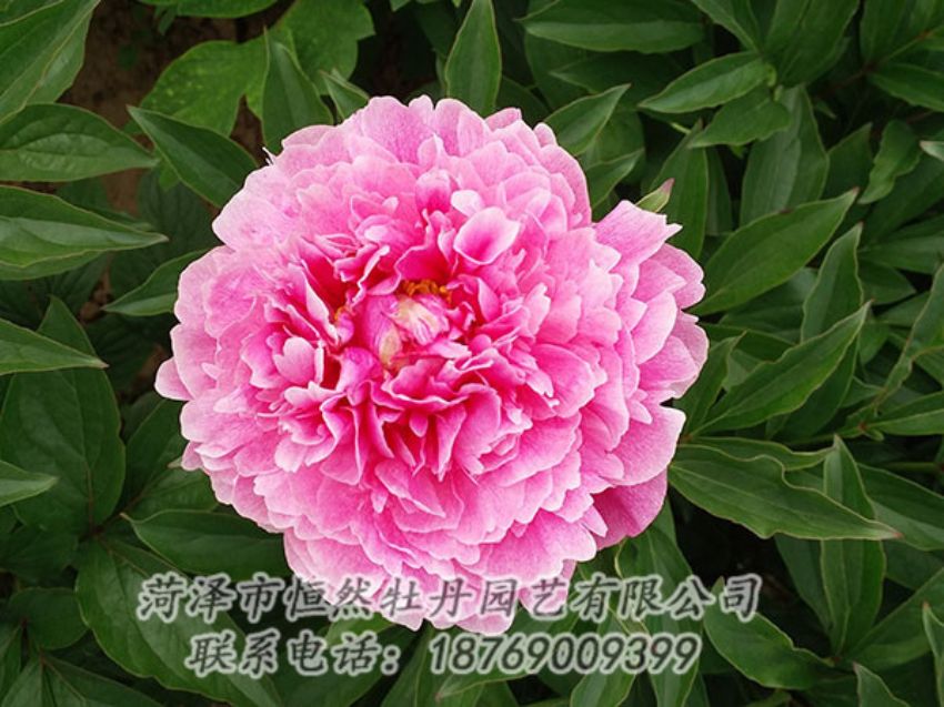點(diǎn)擊查看詳細(xì)信息<br>標(biāo)題：粉色芍藥 閱讀次數(shù)：1257