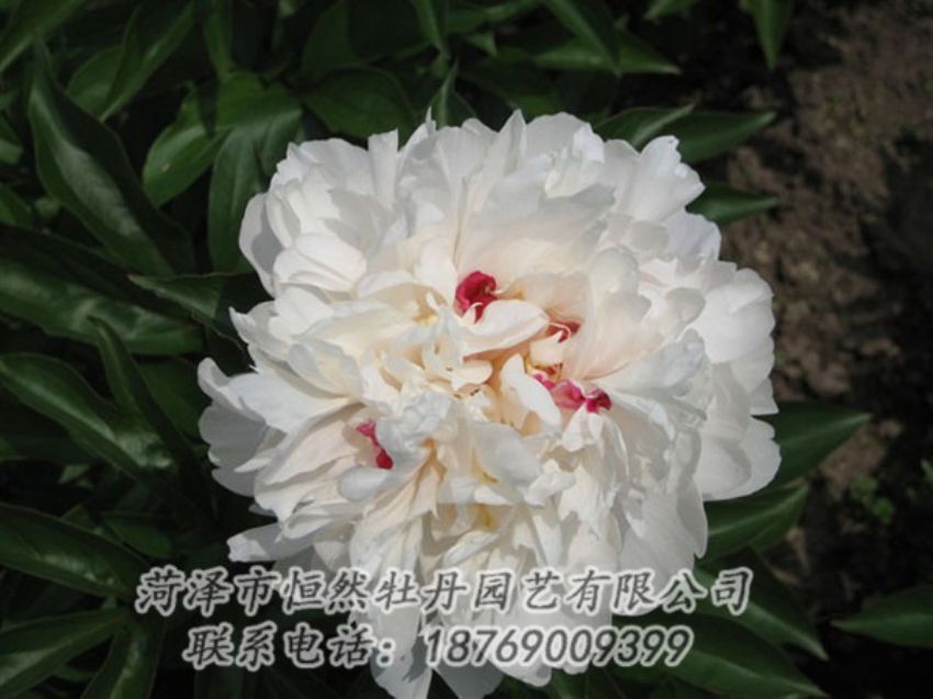 點(diǎn)擊查看詳細(xì)信息<br>標(biāo)題：雪原紅星 閱讀次數(shù)：1517