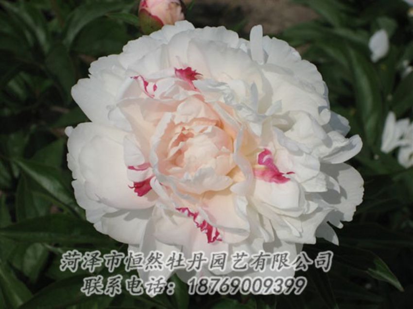 點(diǎn)擊查看詳細(xì)信息<br>標(biāo)題：五花龍玉 閱讀次數(shù)：1280
