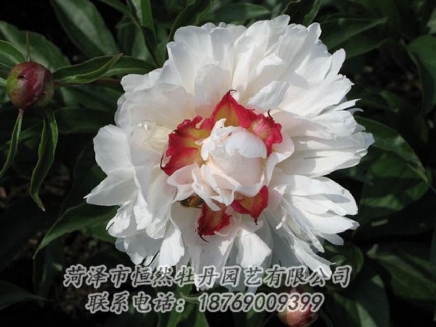 點(diǎn)擊查看詳細(xì)信息<br>標(biāo)題：無(wú)花龍玉 閱讀次數(shù)：2132