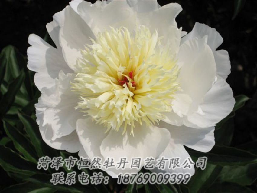 點(diǎn)擊查看詳細(xì)信息<br>標(biāo)題：金簪刺玉 閱讀次數(shù)：1317