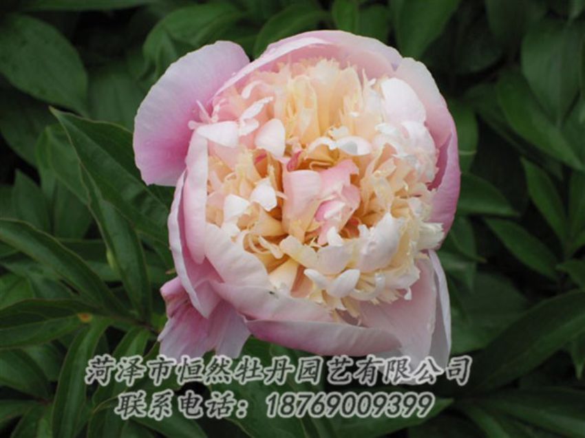 點(diǎn)擊查看詳細(xì)信息<br>標(biāo)題：湖光山色 閱讀次數(shù)：1307