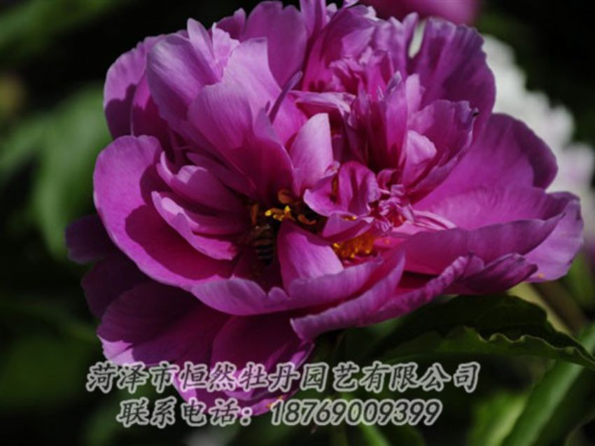 點擊查看詳細信息<br>標題：紫凌 閱讀次數(shù)：1228