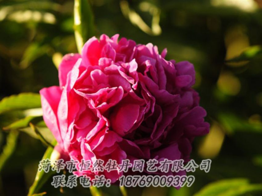 點擊查看詳細信息<br>標題：紫鳳朝陽 閱讀次數(shù)：1303
