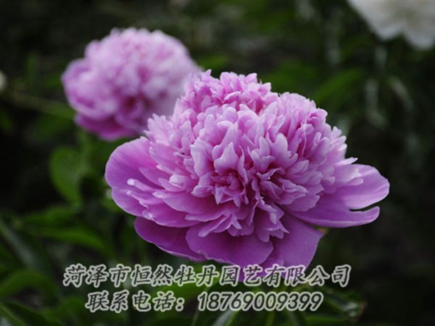 點(diǎn)擊查看詳細(xì)信息<br>標(biāo)題：紫色芍藥 閱讀次數(shù)：2142