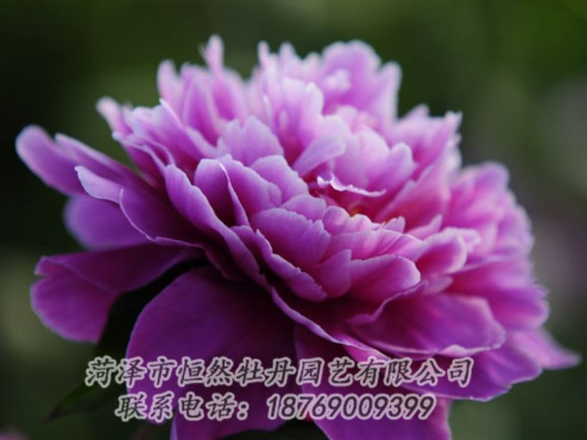 點(diǎn)擊查看詳細(xì)信息<br>標(biāo)題：紫色芍藥 閱讀次數(shù)：2157
