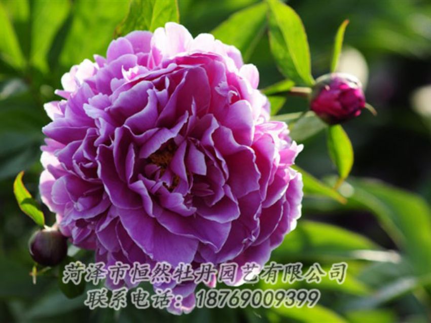 點擊查看詳細信息<br>標題：紫色芍藥 閱讀次數(shù)：1330