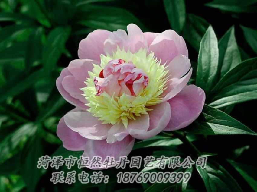點(diǎn)擊查看詳細(xì)信息<br>標(biāo)題：復(fù)色芍藥 閱讀次數(shù)：1250