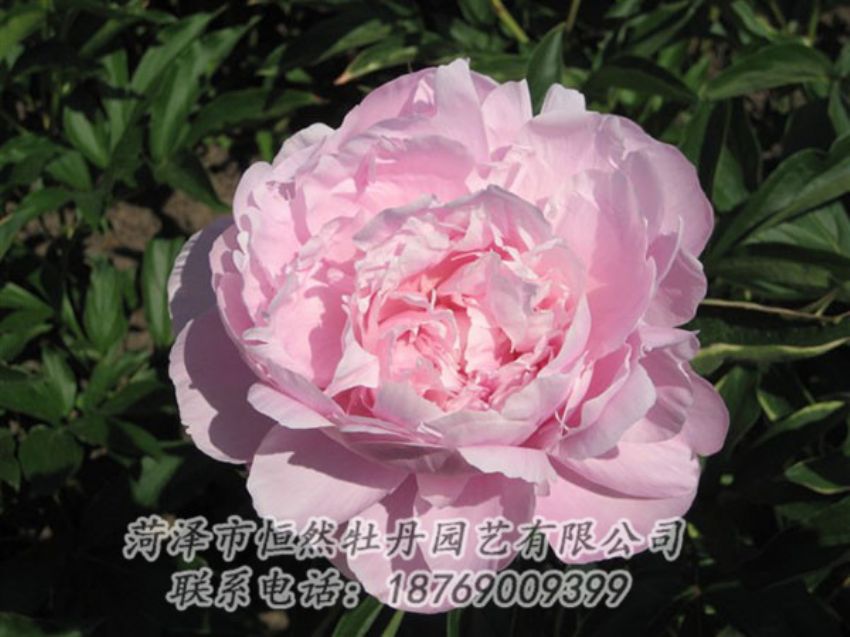 點(diǎn)擊查看詳細(xì)信息<br>標(biāo)題：藍(lán)田碧玉 閱讀次數(shù)：2359