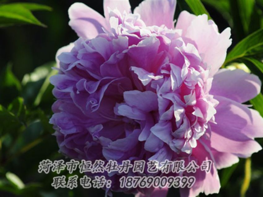 點擊查看詳細信息<br>標題：藍菊 閱讀次數(shù)：1291