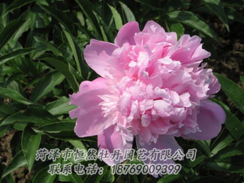 點擊查看詳細信息<br>標題：富士山 閱讀次數(shù)：1220