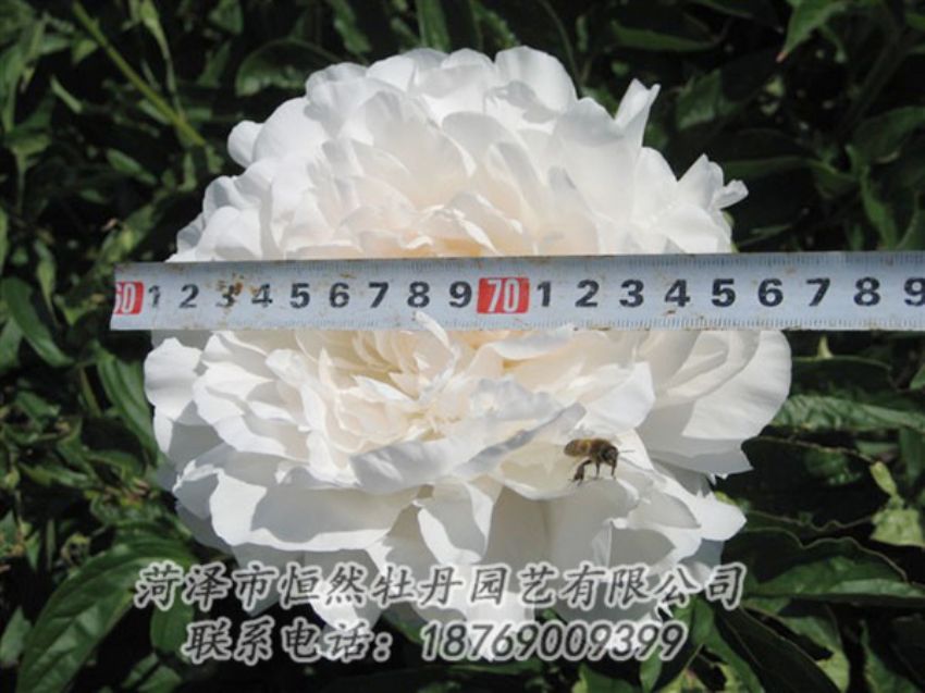 點擊查看詳細(xì)信息<br>標(biāo)題：楊妃出浴 閱讀次數(shù)：1318