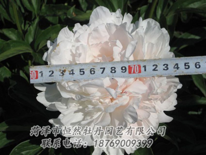 點擊查看詳細(xì)信息<br>標(biāo)題：雪峰 閱讀次數(shù)：1190