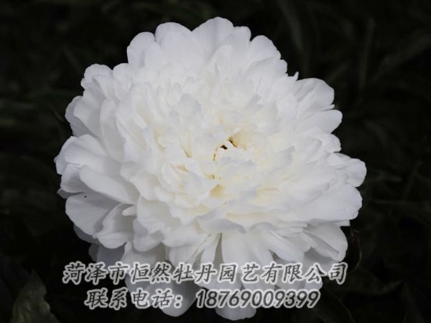 點擊查看詳細(xì)信息<br>標(biāo)題：沙金冠頂 閱讀次數(shù)：1260