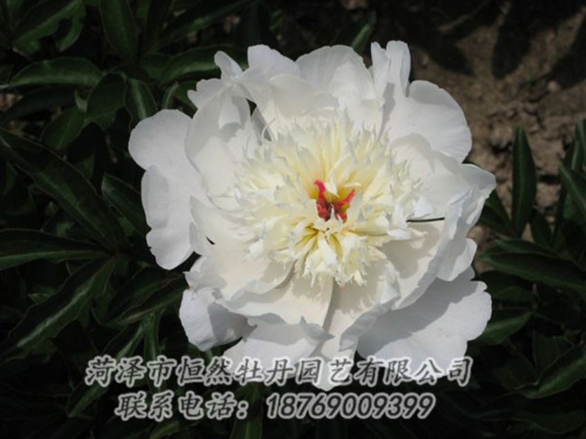 點擊查看詳細(xì)信息<br>標(biāo)題：凌花晨浴 閱讀次數(shù)：1297