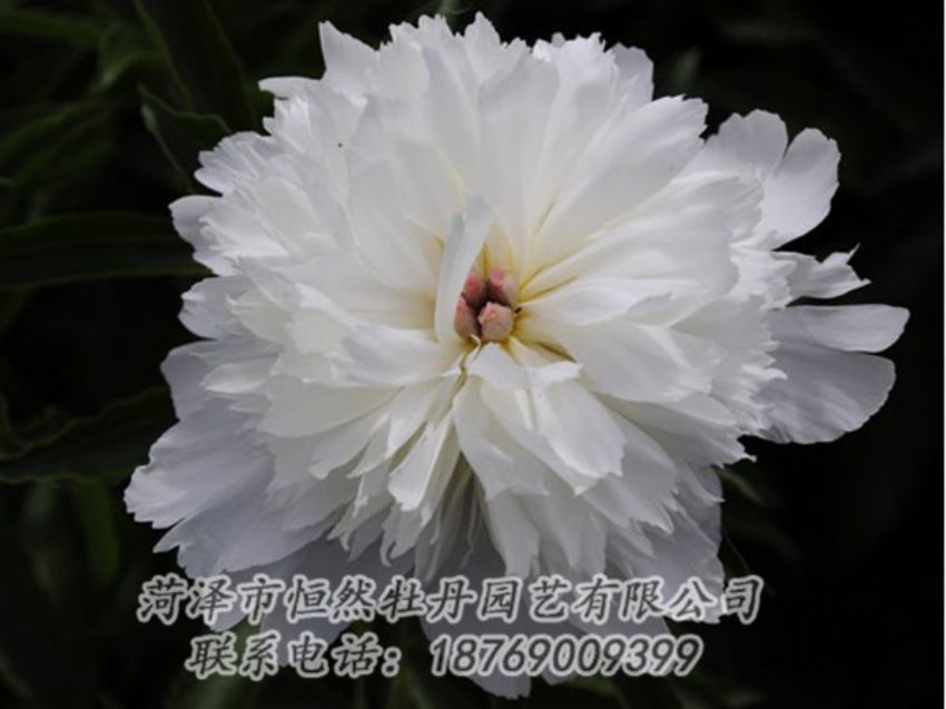 點擊查看詳細(xì)信息<br>標(biāo)題：玲瓏玉 閱讀次數(shù)：1248