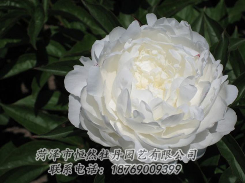點擊查看詳細(xì)信息<br>標(biāo)題：白玉盤 閱讀次數(shù)：1253