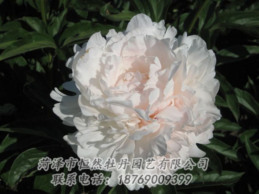 點(diǎn)擊查看詳細(xì)信息<br>標(biāo)題：白玉樓 閱讀次數(shù)：2226