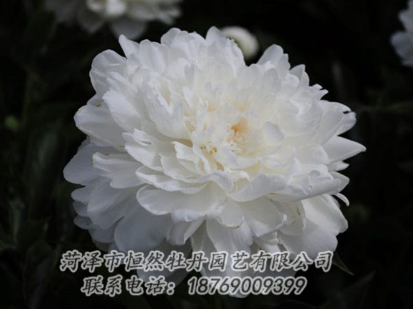 點擊查看詳細(xì)信息<br>標(biāo)題：白色 閱讀次數(shù)：1276