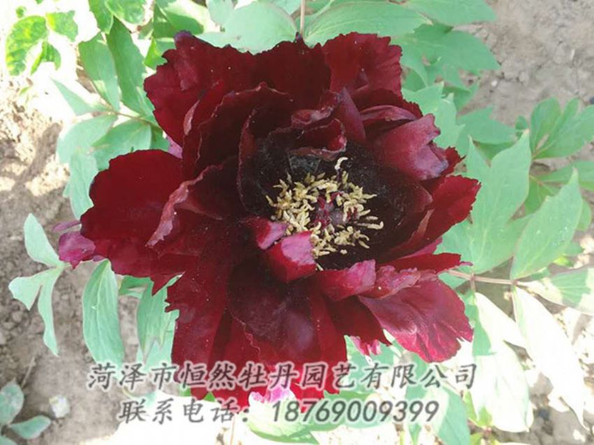 點(diǎn)擊查看詳細(xì)信息<br>標(biāo)題：黑色牡丹 閱讀次數(shù)：1941