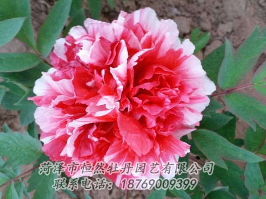 點擊查看詳細信息<br>標題：復色牡丹 閱讀次數(shù)：1254