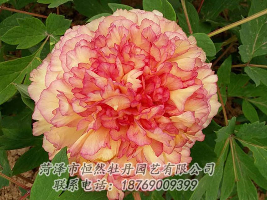 點擊查看詳細信息<br>標題：復色牡丹 閱讀次數(shù)：1273