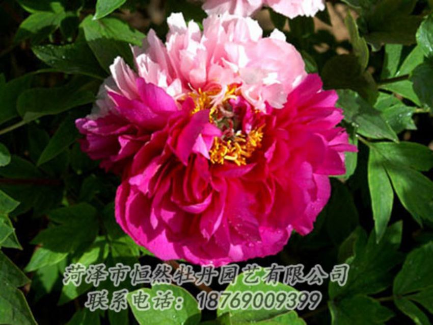 點擊查看詳細信息<br>標題：復色牡丹 閱讀次數(shù)：1216