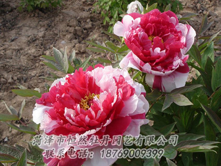 點擊查看詳細信息<br>標題：復色牡丹 閱讀次數(shù)：1259