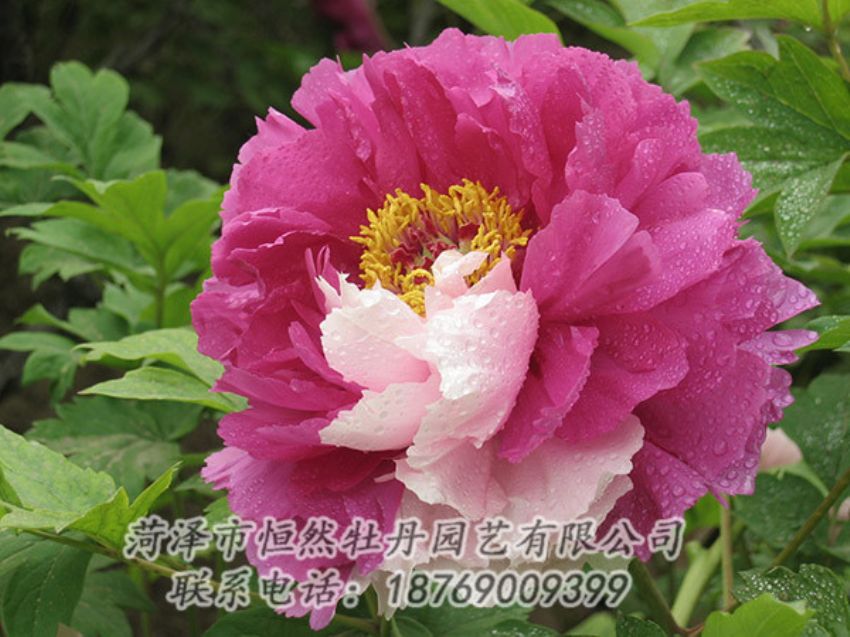 點擊查看詳細信息<br>標題：復色牡丹 閱讀次數(shù)：1303