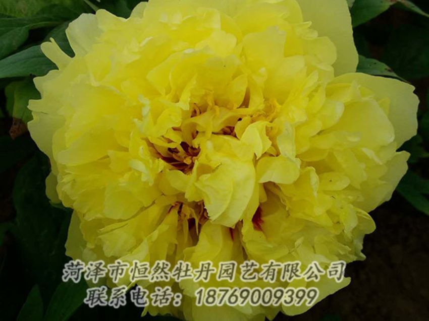 點擊查看詳細(xì)信息<br>標(biāo)題：黃色牡丹 閱讀次數(shù)：1236