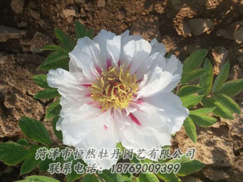 點(diǎn)擊查看詳細(xì)信息<br>標(biāo)題：白色牡丹 閱讀次數(shù)：1314