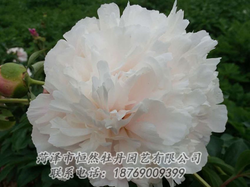 點(diǎn)擊查看詳細(xì)信息<br>標(biāo)題：白色牡丹 閱讀次數(shù)：1274