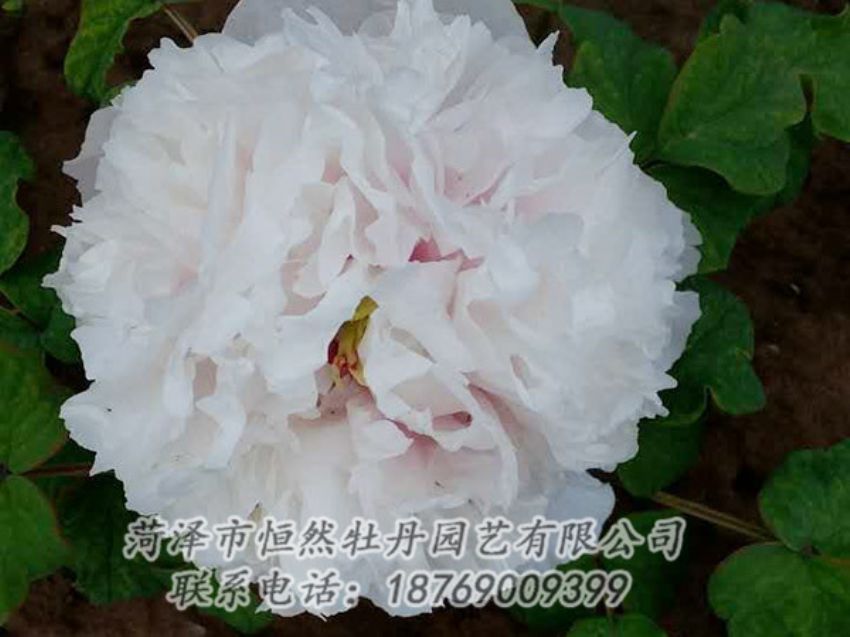 點(diǎn)擊查看詳細(xì)信息<br>標(biāo)題：白色牡丹 閱讀次數(shù)：2026