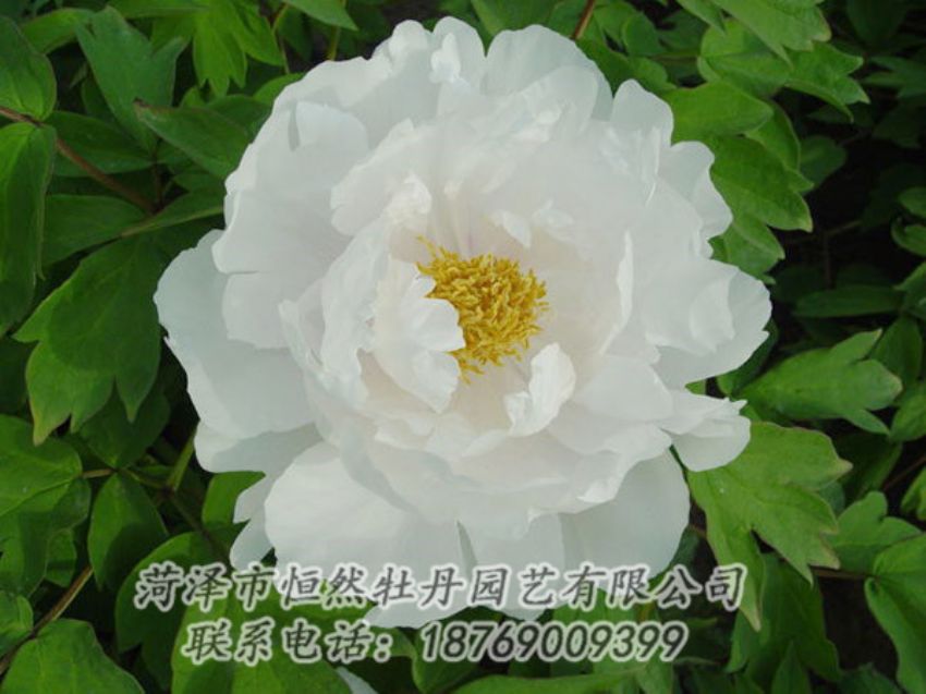 點(diǎn)擊查看詳細(xì)信息<br>標(biāo)題：白色牡丹 閱讀次數(shù)：2024