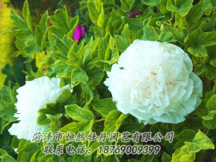 點(diǎn)擊查看詳細(xì)信息<br>標(biāo)題：白色牡丹 閱讀次數(shù)：1241