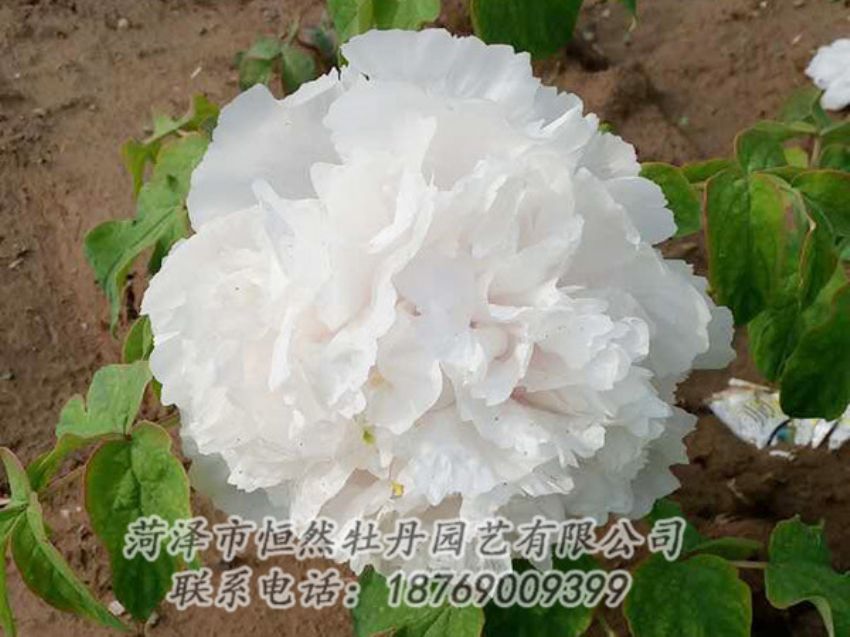 點(diǎn)擊查看詳細(xì)信息<br>標(biāo)題：白色牡丹 閱讀次數(shù)：1043
